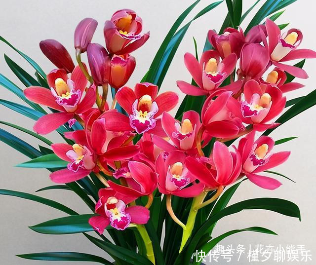 此兰花,今年非常“火爆”,上盆效果很棒,是名副其实的开花机器