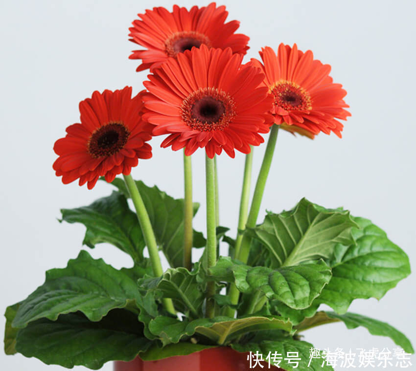 姬小菊|四种菊花比长寿花漂亮10倍，全年循环开花，从年初赏到年尾