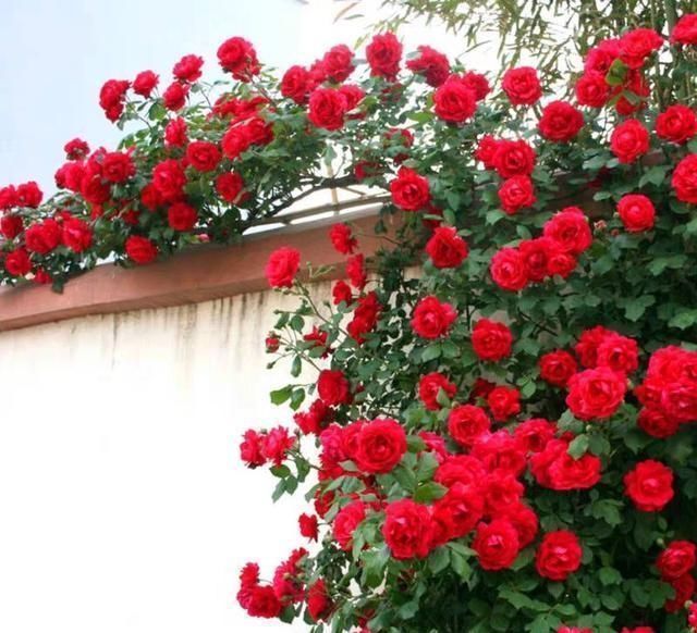 我国最香的花,比桂花香10倍,好养易成活,家里种2棵就不得了