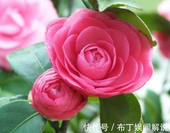 新手养花就选5种花，花期长、易爆盆、超漂亮，养100盆也不多！