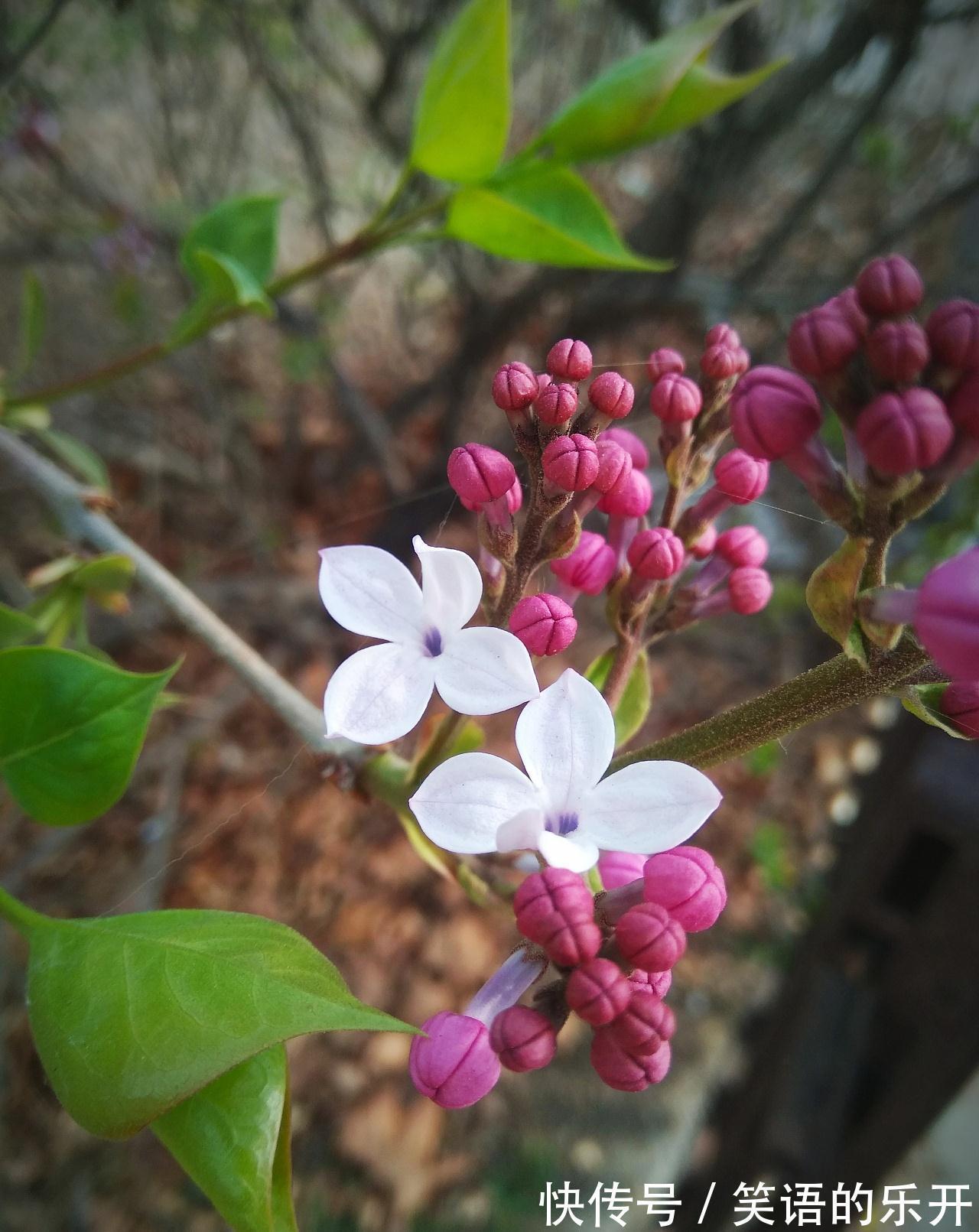 养花试试这几款,充足的光线使其长时间开花,花香会非常浓郁