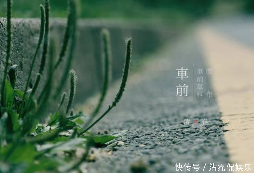 中年|车前草的药用价值太大了，除了保肝护肝，你不知道好处太多了