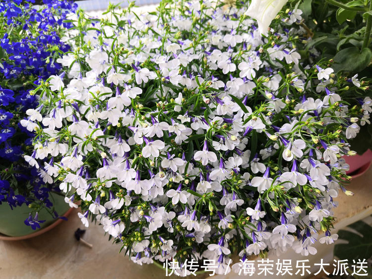 宠爱小姐|“精品月季”宠爱小姐,金蕊红衣,美轮美奂,堪称养花必备