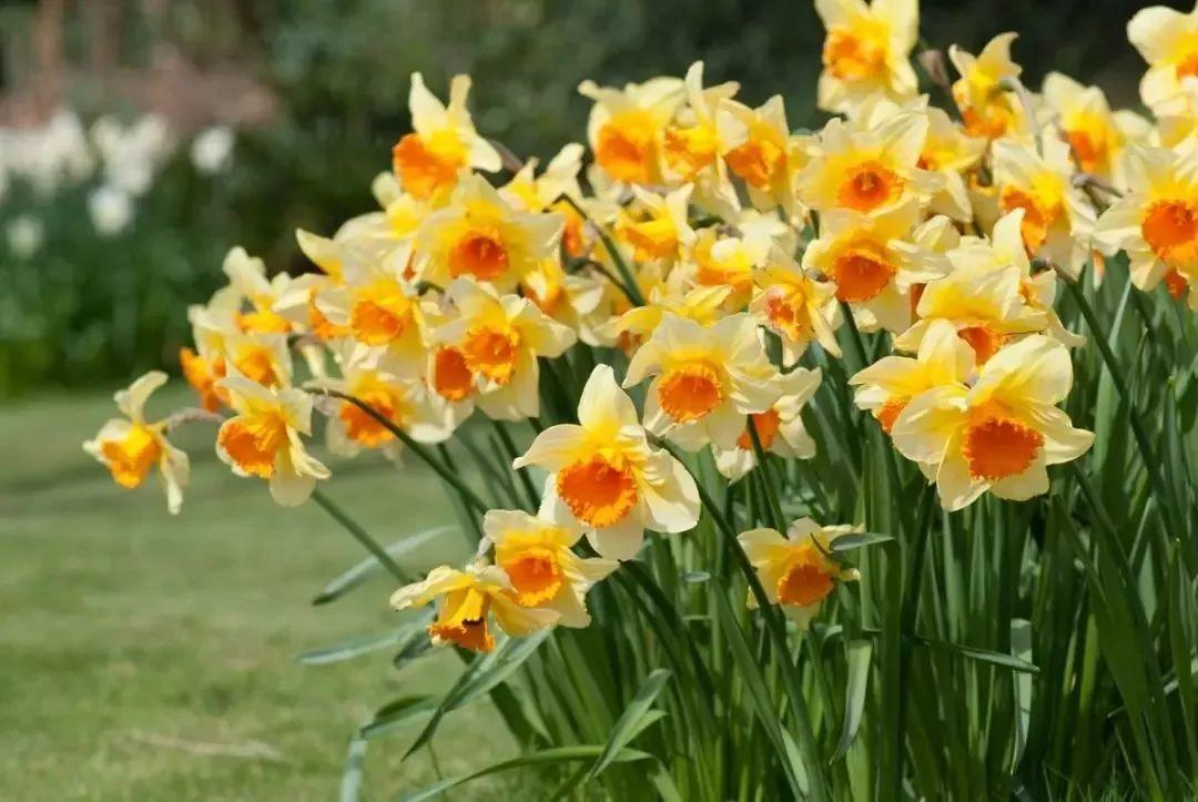 未来一个月,9种花就是抢手货,不养亏大了!