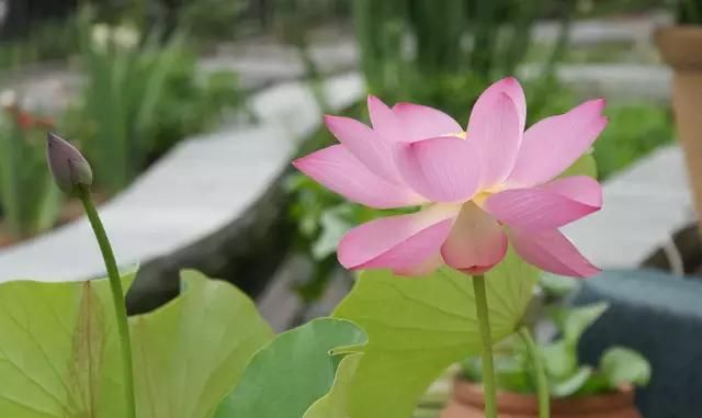 院子里的荷花鱼池，种这些绿植无需过滤又美观