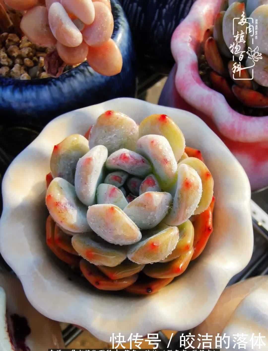 百度|我与多肉那些不得不说的故事!