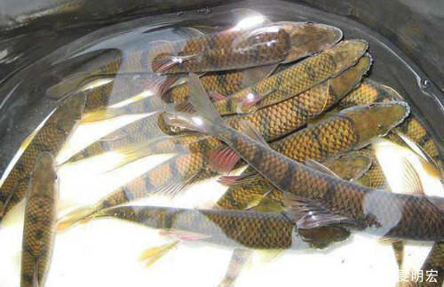 聪明人吃鱼只买这5种，人工无法养殖，营养高味道好，价格不算贵