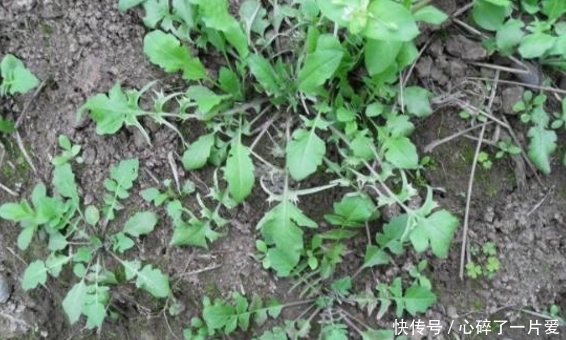 胡萝卜素|农村这曾被用来喂猪的野菜,如今可是城里人高价都要买来吃的佳肴