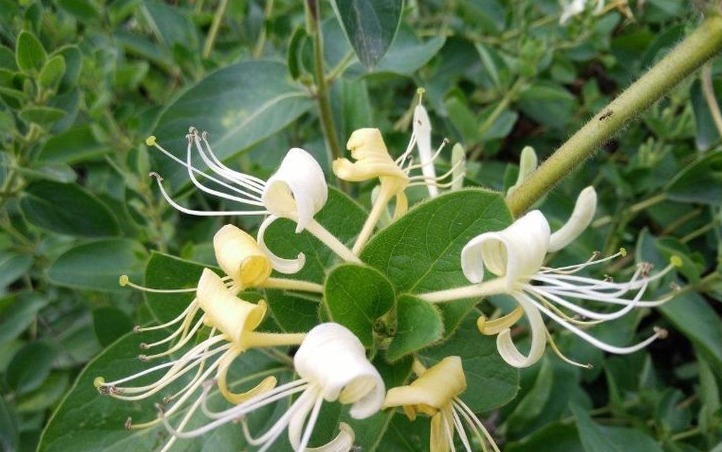 好处|金银花泡水好处多,以下3类人最好不要喝,避免对身体造成伤害