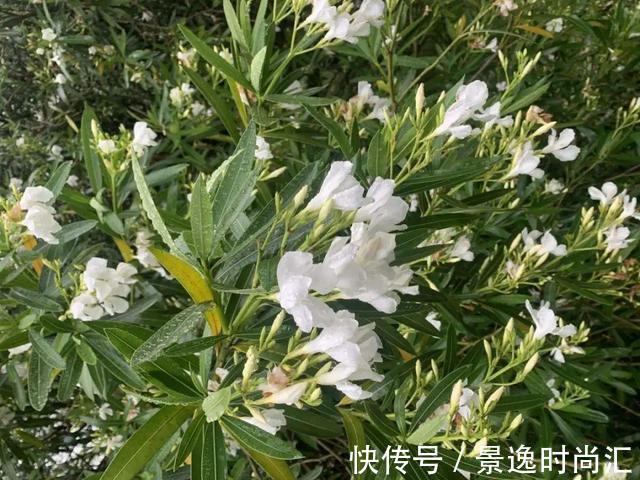 龙葵|门口的果子像“龙葵”，赶紧要拔掉、千万别吃，会中毒