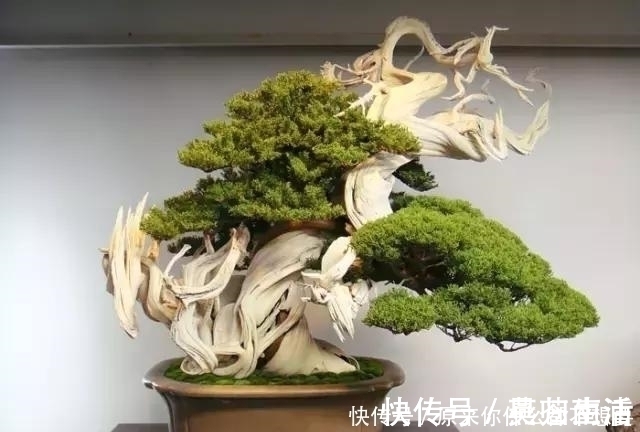 盆景|世界上又一奢侈品《盆栽》一盆就是一座房子!