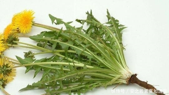 蒲公英根茶是味很好的饮品,但它的这些饮用误区你知道么?瞅瞅