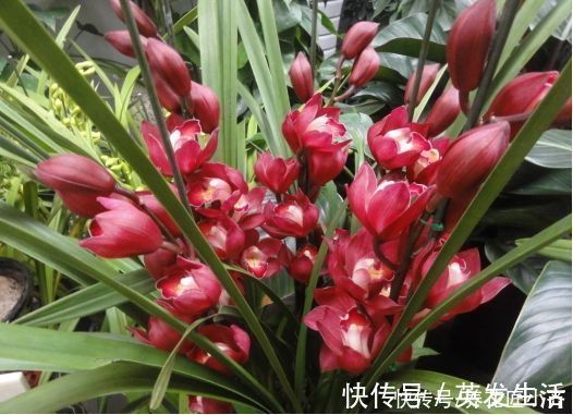 电风扇|养好蕙兰“四要素”缺一不可，特别记住最后一点，买家没有卖家精