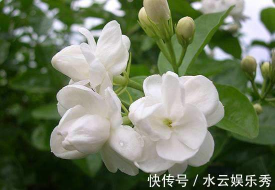 绣球花|4种花养家里,耐旱又耐晒,花开就爆盆,漂亮又好养!