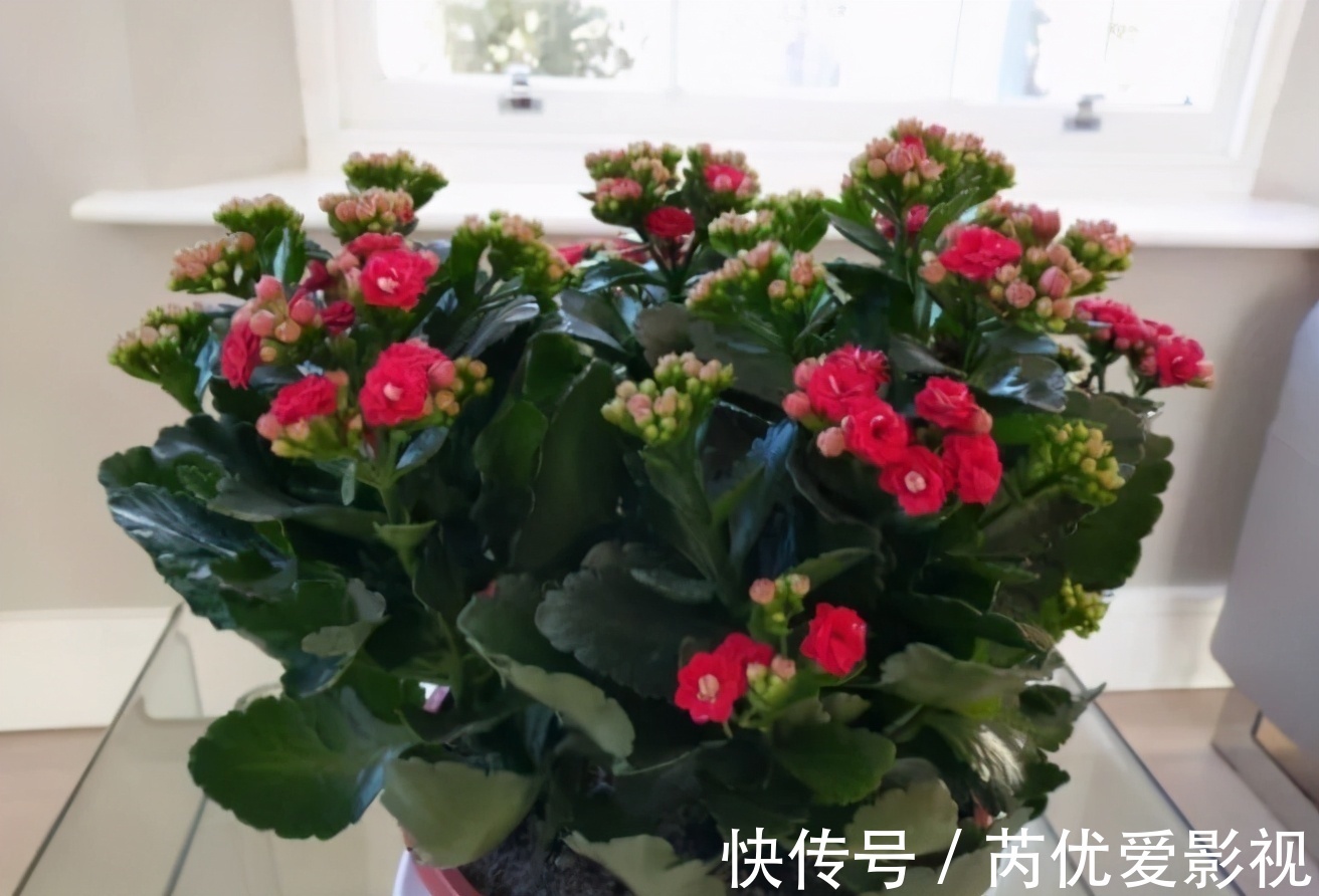 盆栽花谢后就扔掉?太浪费了,这3样“弄一下”年年开花