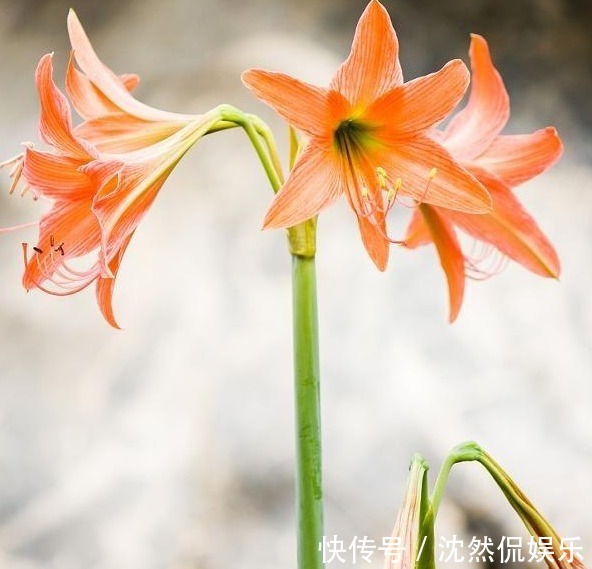 李大爷养朱顶红总结“6妙招”,花箭冒不停,一株开8朵