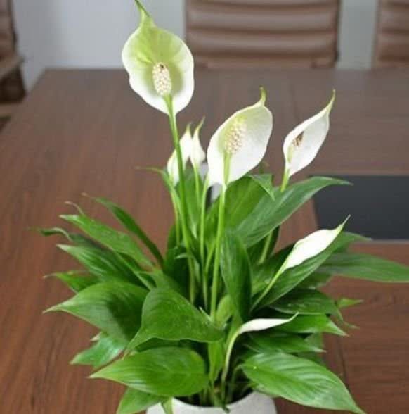 超好养的4种花，越不浇水越爆盆，寓意吉祥人人爱，家里养真适合