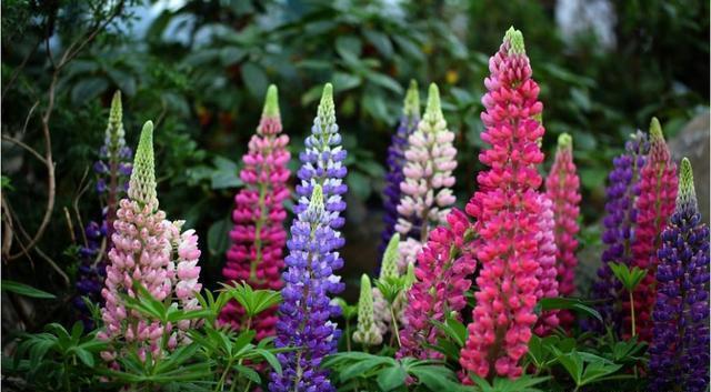 此花耐寒,零下5度冻不死,花朵一串串像“冰棍”,一开2个月