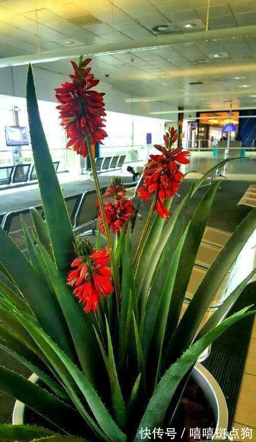 室内想养大盆镇宅花,建议从这10种里面选,听名字就很霸气