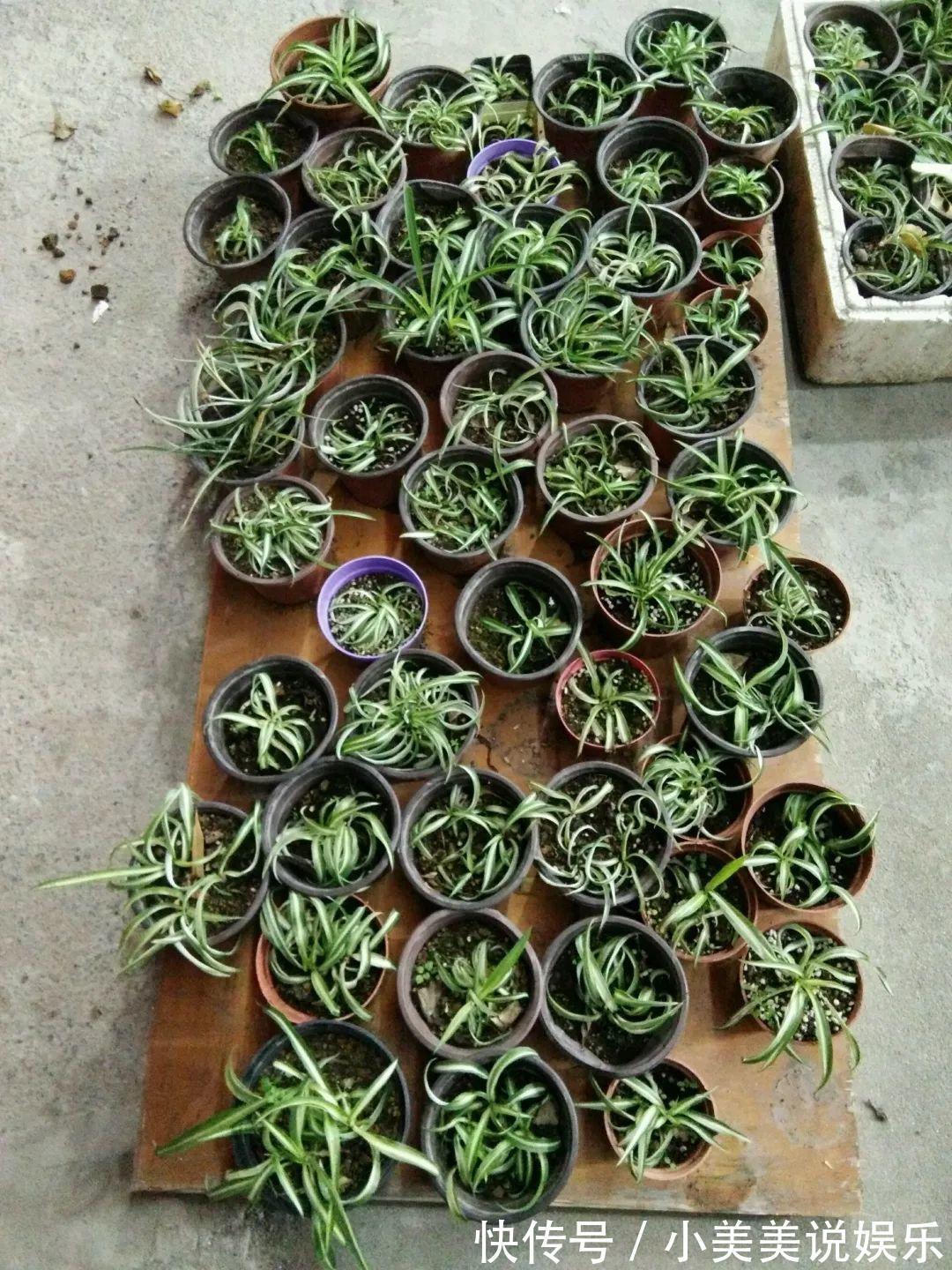 给这花换盆，土里扒出30个崽，根本不用扦插！