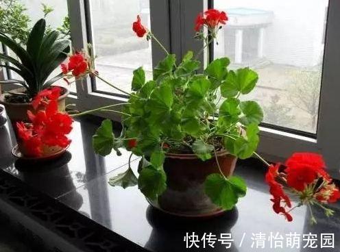 有害气体|卧室养花要注意,2种花虽漂亮,但不能养,个个不利健康