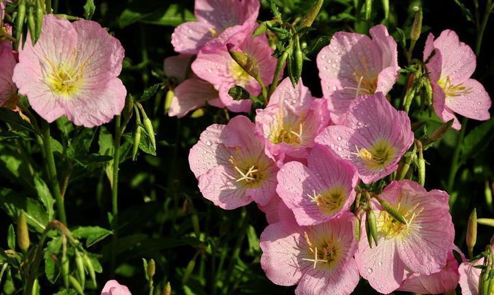 春天养花，不能在室内随意养有的对人体有害