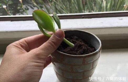 吴大妈把叶子“插花盆”,5年后,养成花树,开满花,清新又漂亮!