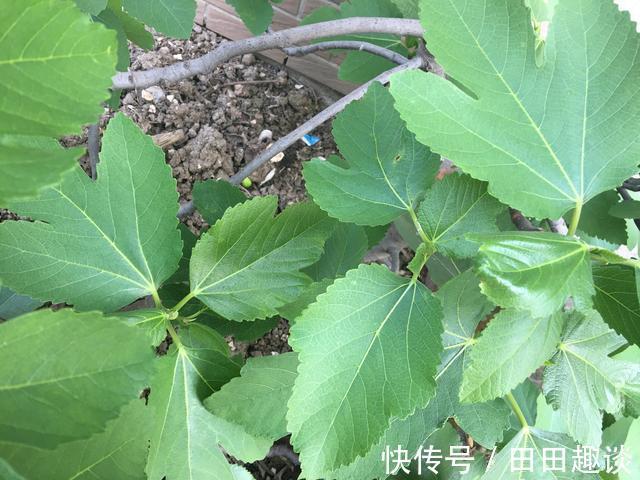 无花果快挂果了，有“2件事”别忘做，果子不止多一倍，甜度高