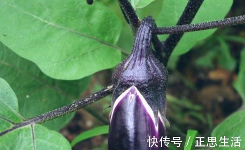 茄条|茄子和它是天生一对,一周吃一次,可以健胃补肾,气色更好了!