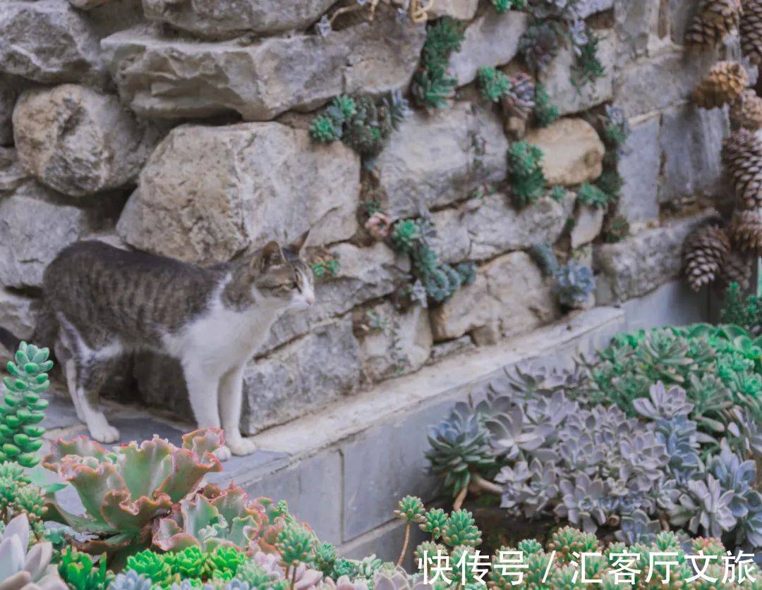 尼姑庵|不烧香只种花！网友心中最美尼姑庵、最文艺寺庙连韩红都慕名而来