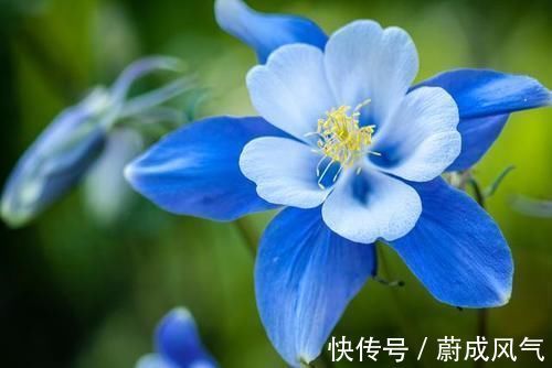 耧斗菜|3种花很好养,花大色艳花期长,懒人也能养爆盆,越养越上瘾