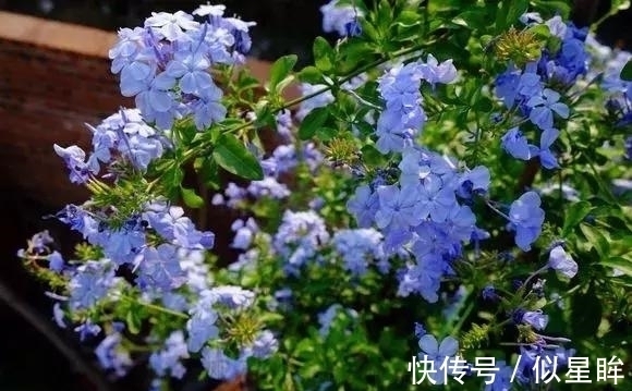 2种花不怕热,越热越开花,一开200多天,现在种1个月就开爆!