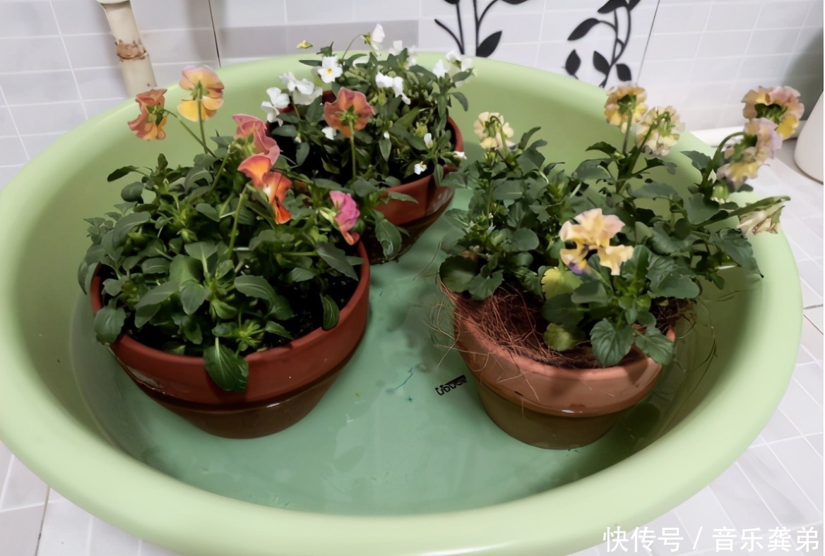 养花在这3个方面“不懂装懂”，将会吃大亏