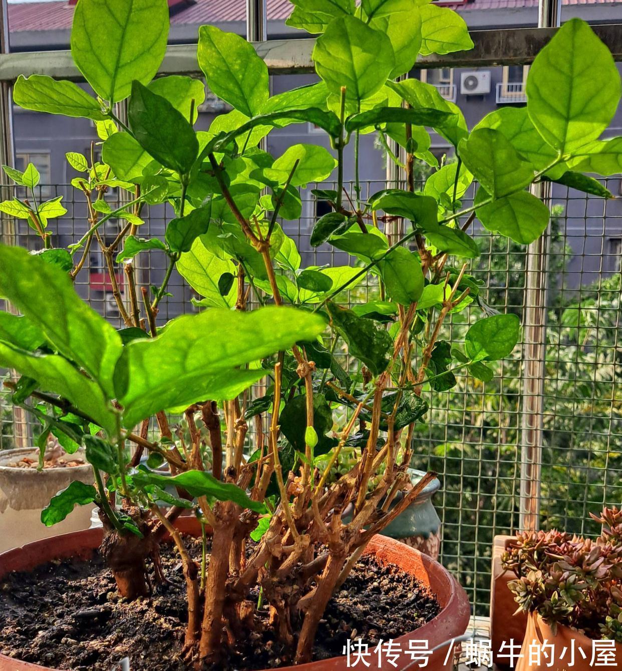 5种“漂亮花”，10月不要“乱浇水”，浇的越狠，死得越快