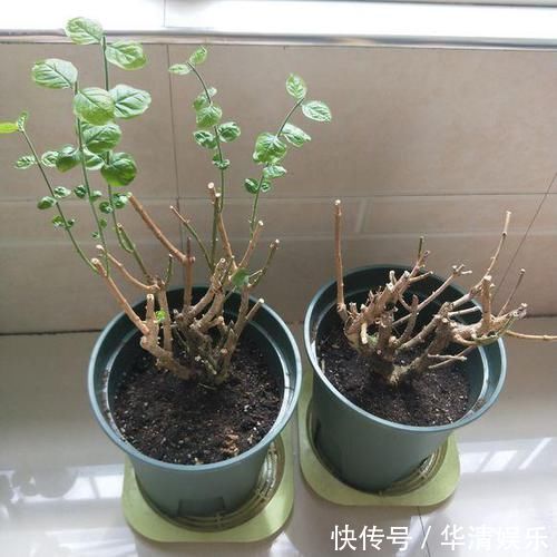 天下第一香,茉莉老树桩,轻松养成茉莉树,高端典雅大盆景