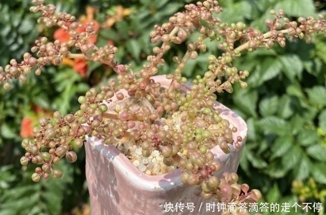 露镜|新手多肉党的福音:露镜,买回家这么养,叶子如水晶般剔透