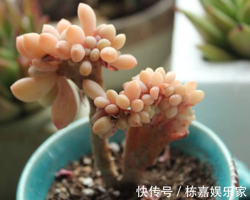 多肉醉美人怎么养教你3个小妙招,醉美人生长旺盛易缀化