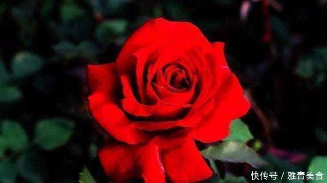 花期超长的6款花,养1盆能全年赏花,好看又好养