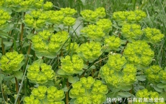 農(nóng)村一種野草，農(nóng)民拿來喂兔子，卻不知它是名貴的“貓兒眼睛草”