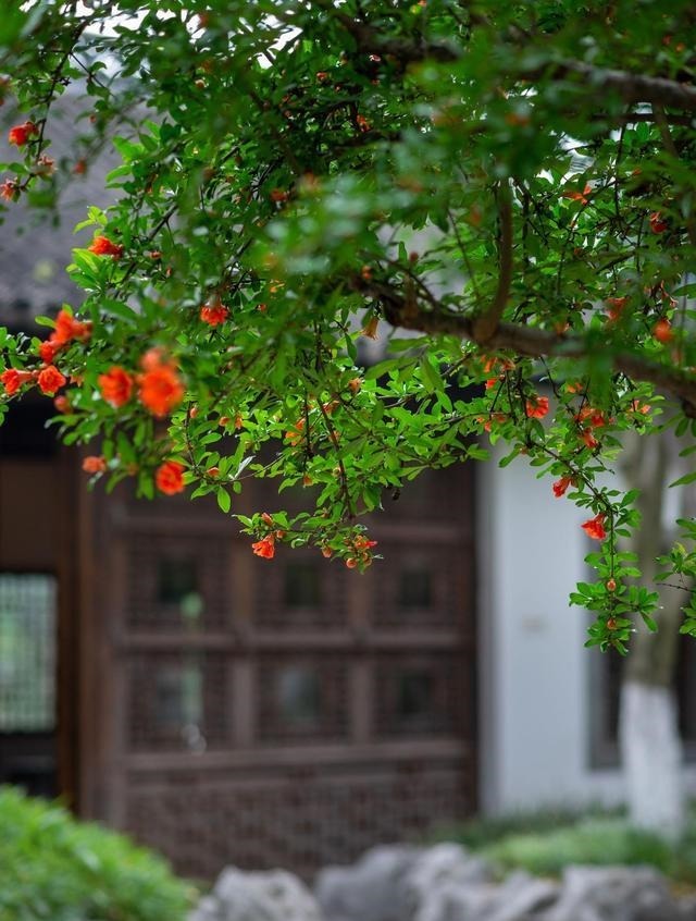 “3种吉祥树”种院里，开花香喷喷，果子“营养高”，好吃又大补