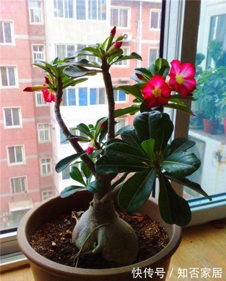 原产地|沙漠玫瑰叶子发黄掉落怎么办,别着急沙漠玫瑰叶黄解决方法看这里