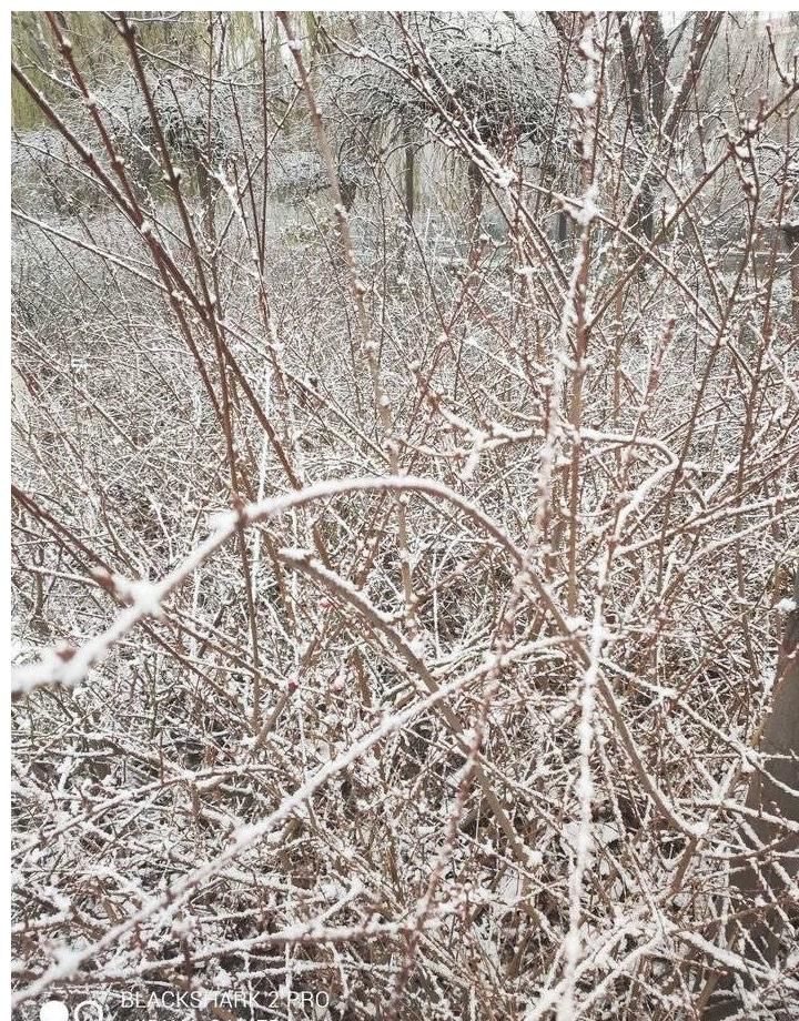 美景|情报站｜下雪啦！山东雪后各地的美景您知道什么样吗？