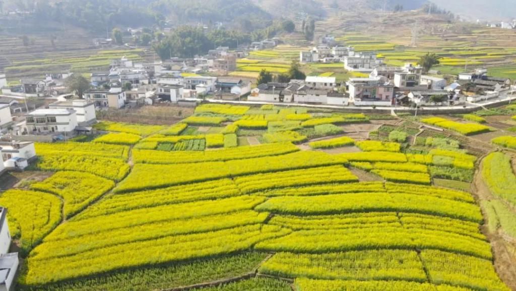 油菜花香醉春光