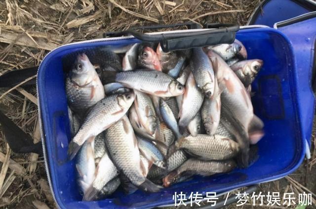 玉米糁|天一冷,老钓手就喜欢用这鲫鱼饵,难怪隔三差五就想钓,心服口服