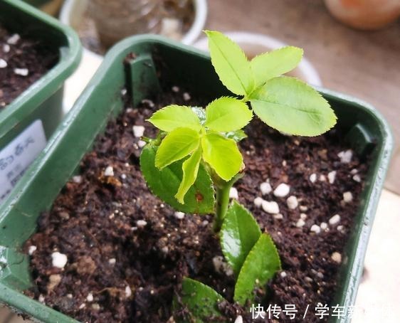 月季之所以生根难,或许是这5点没做好,做好了容易生根!