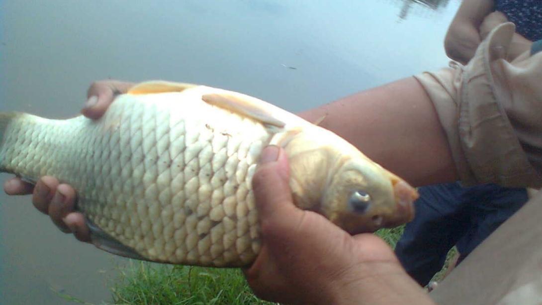 钓法|为啥河里全是鱼,就是不上钩可能子线长度有错,照此数据调整吧