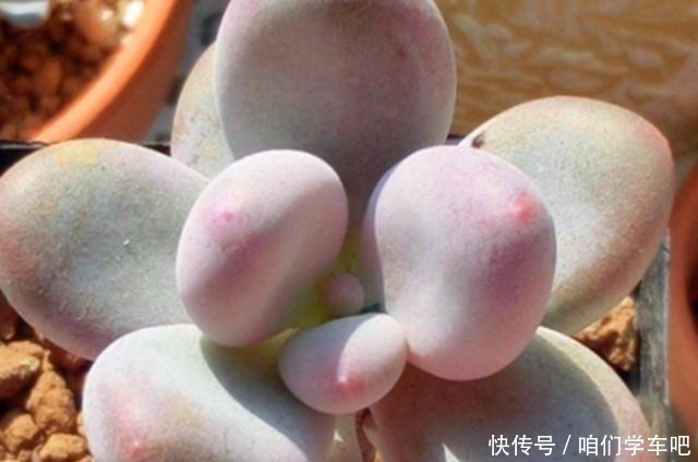 姬星美人|多肉植物里的“六大美人”，我家养了几棵，有些确实难养！