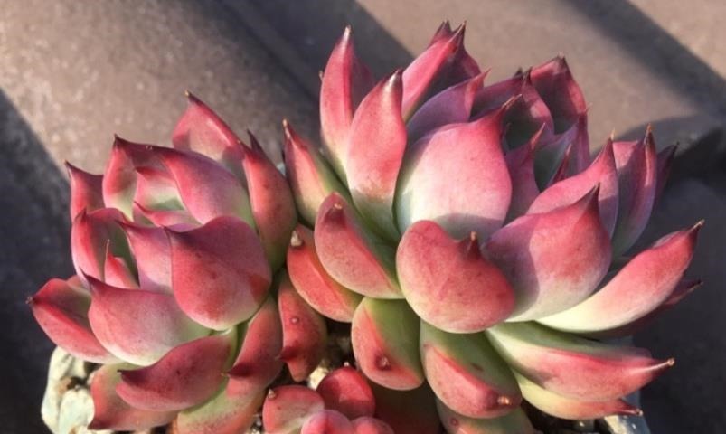 天气热温度高,多肉缺水也不敢浇?来看看有经验的肉友是怎么做的