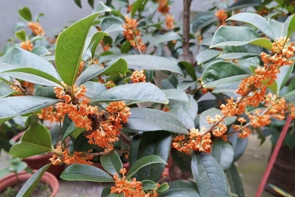 立秋以后,4种花别再修剪,否则影响正常开花