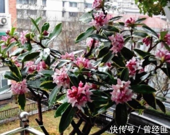 养花试试这几款,花开繁盛花香怡人,繁花似锦,姿色艳丽